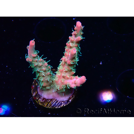 WYSIWYG RAH Acropora Strawberry Ice