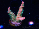 WYSIWYG RAH Acropora Strawberry Ice
