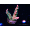 WYSIWYG RAH Acropora Strawberry Ice 5M2