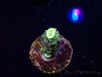 WYSIWYG RR Acropora tenuis Bananarama 5M3