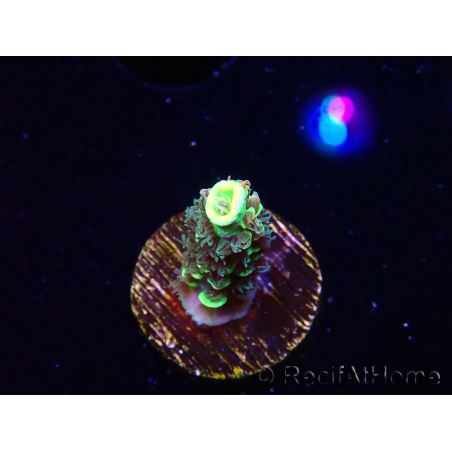 WYSIWYG RR Acropora tenuis Bananarama 5M3