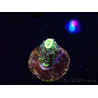 WYSIWYG RR Acropora tenuis Bananarama 5M3