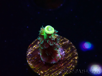 WYSIWYG RR Acropora tenuis Bananarama