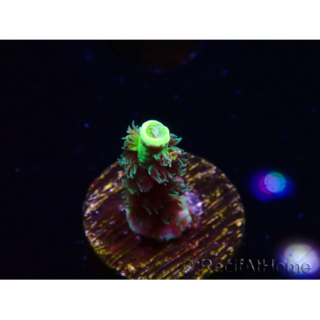 WYSIWYG RR Acropora tenuis Bananarama 5M4