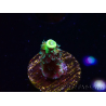 WYSIWYG RR Acropora tenuis Bananarama 5M4