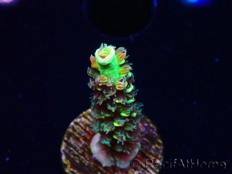 WYSIWYG RR Acropora tenuis Bananarama 5M5