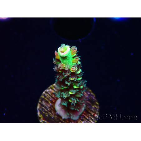WYSIWYG RR Acropora tenuis Bananarama 5M5