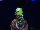 WYSIWYG RR Acropora tenuis Bananarama 5M5