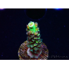 WYSIWYG RR Acropora tenuis Bananarama 5M5