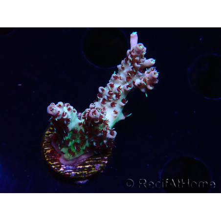 WYSIWYG RAH Acropora Basilisk