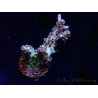 WYSIWYG RAH Acropora Basilisk 5M6