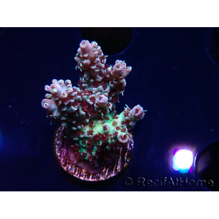 WYSIWYG RAH Acropora Basilisk 5M7
