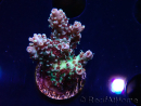 WYSIWYG RAH Acropora Basilisk