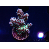 WYSIWYG RAH Acropora Basilisk
