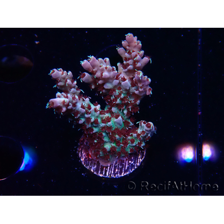 WYSIWYG RAH Acropora Basilisk 5M8