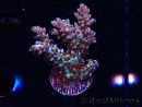 WYSIWYG RAH Acropora Basilisk 5M8