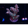 WYSIWYG RAH Acropora Basilisk