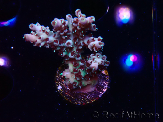 WYSIWYG RAH Acropora Basilisk 5M9