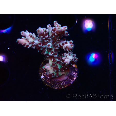 WYSIWYG RAH Acropora Basilisk