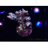 WYSIWYG RAH Acropora Basilisk