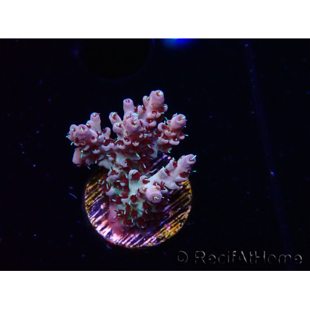 WYSIWYG RAH Acropora Basilisk