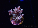 WYSIWYG RAH Acropora Basilisk 5M10