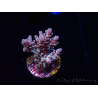 WYSIWYG RAH Acropora Basilisk 5M10
