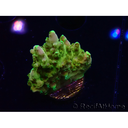 WYSIWYG RAH Acropora Gold Finger 5N1