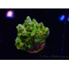 WYSIWYG RAH Acropora Gold Finger