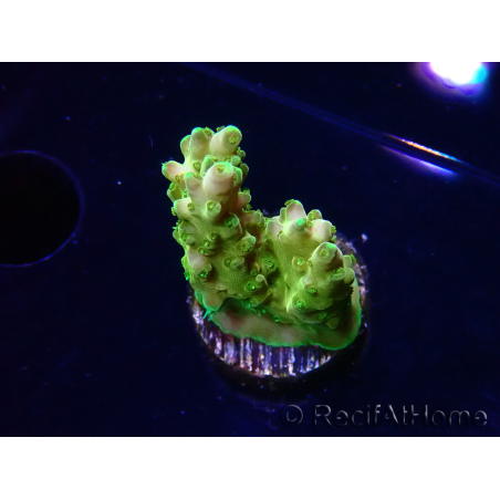 WYSIWYG RAH Acropora Gold Finger