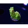 WYSIWYG RAH Acropora Gold Finger