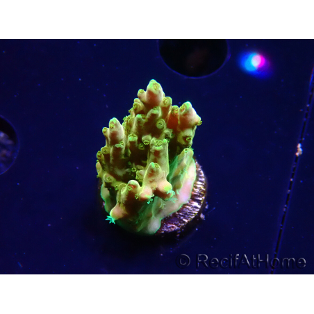WYSIWYG RAH Acropora Gold Finger