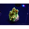 WYSIWYG RAH Acropora Gold Finger 5N3