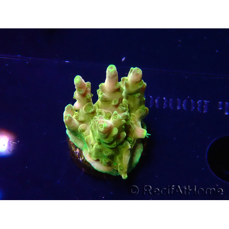 WYSIWYG RAH Acropora Gold Finger