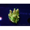WYSIWYG RAH Acropora Gold Finger