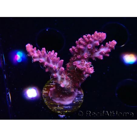 WYSIWYG RAH Acropora Flamingo Fury