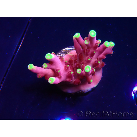 WYSIWYG JF Acropora Fox Flame