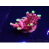 WYSIWYG JF Acropora Fox Flame