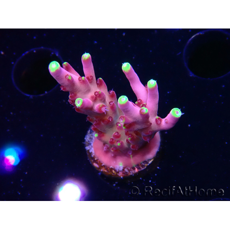 WYSIWYG JF Acropora Fox Flame