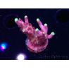 WYSIWYG JF Acropora Fox Flame