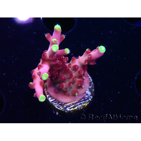 WYSIWYG JF Acropora Fox Flame