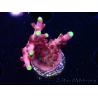 WYSIWYG JF Acropora Fox Flame