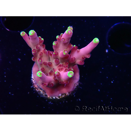 WYSIWYG JF Acropora Fox Flame