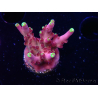 WYSIWYG JF Acropora Fox Flame