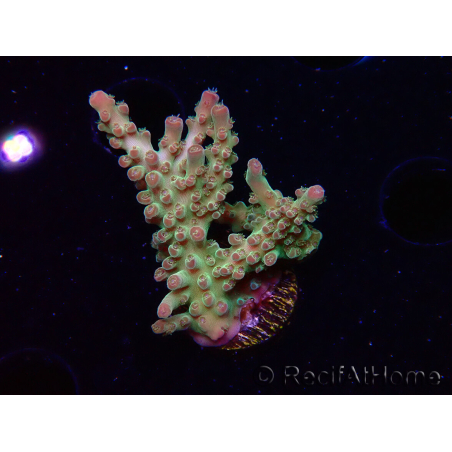 WYSIWYG RAH Acropora Astro-berry