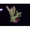 WYSIWYG RAH Acropora Astro-berry