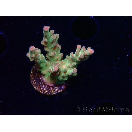 WYSIWYG RAH Acropora Astro-berry