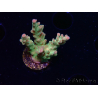 WYSIWYG RAH Acropora Astro-berry