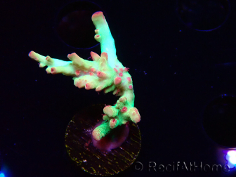 WYSIWYG RAH Acropora microclados Cloudberry SC