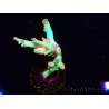 WYSIWYG RAH Acropora microclados Cloudberry SC